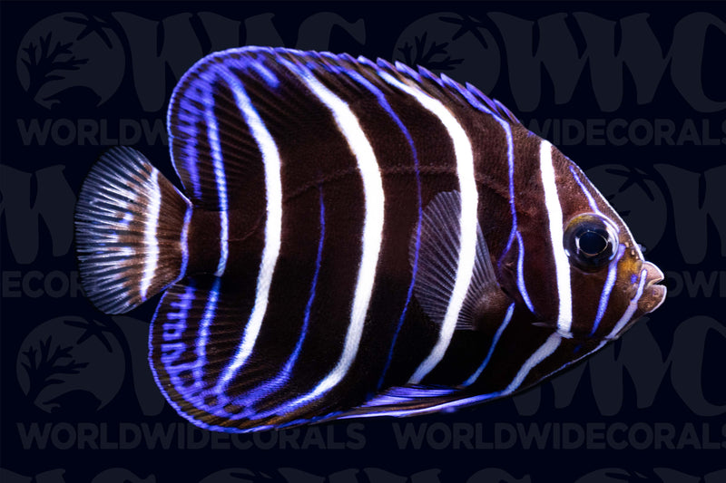Maculosus Angelfish - Juvenile - Kenya