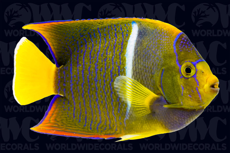 Passer Angelfish - Costa Rica