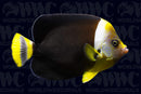 True Personifer Angelfish - Adult - Australia
