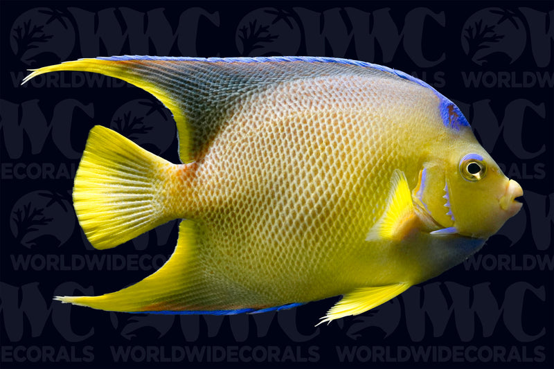 Queen Angelfish - Adult - Florida