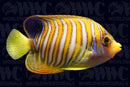 Regal Angelfish - Philippines