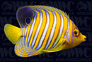 Regal Orange Angelfish - Maldives