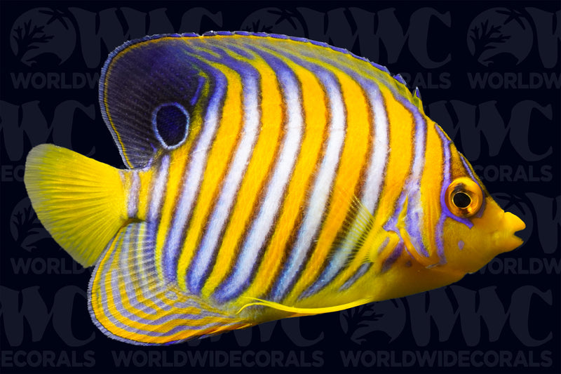 Regal Orange Angelfish - Maldives
