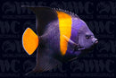 Asfur Angelfish - Adult - Eritrea