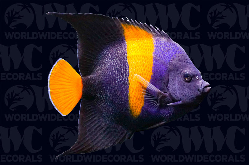 Asfur Angelfish - Adult - Eritrea