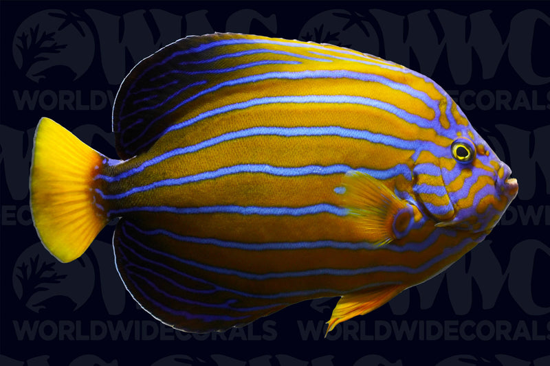 Blue Line Angelfish - Taiwan