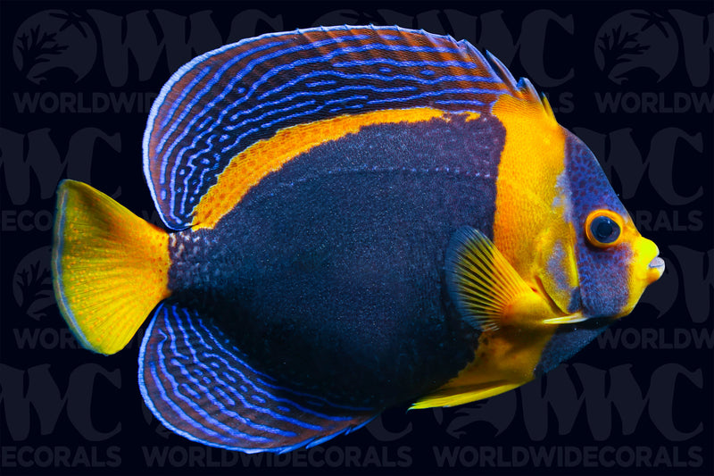 Scribbled Angelfish - Female -  Australia