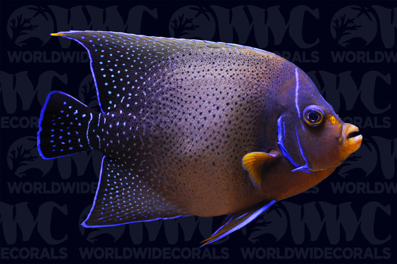 Koran Angelfish (Pomacanthus semicirculatus) - Sri Lanka