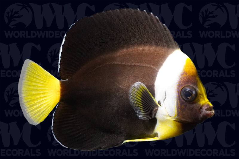 False Personifer Angelfish - Adult - Australia