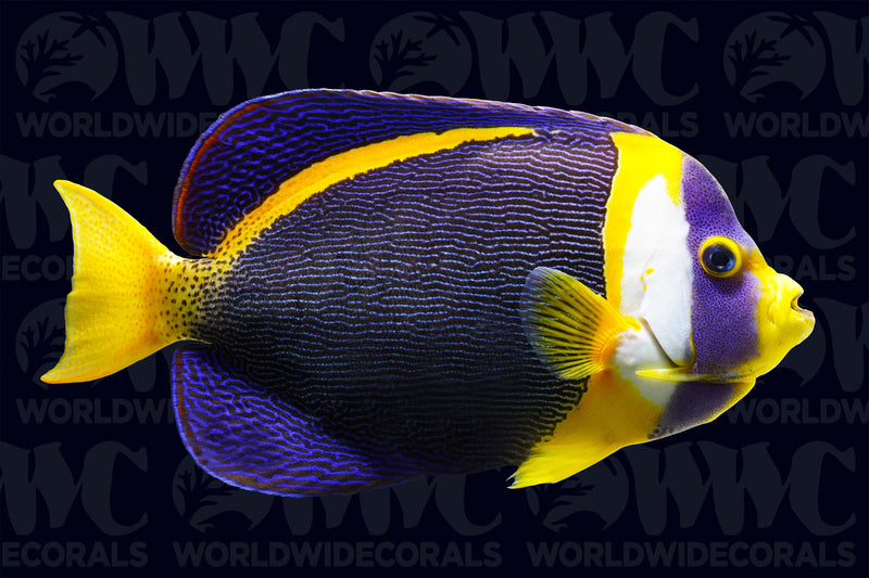 Scribbled Angelfish - Male - Australia