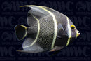 French Angelfish - Changing - Florida