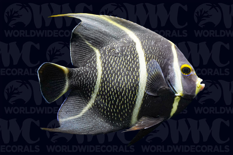 French Angelfish - Changing - Florida