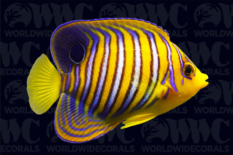 Red Sea Regal Angelfish - Djibouti