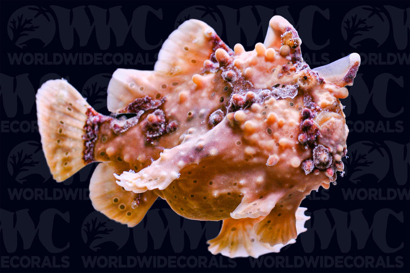 Wartskin Angler - Philippines