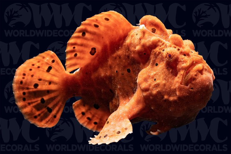 Red and Orange Angler - Philippines