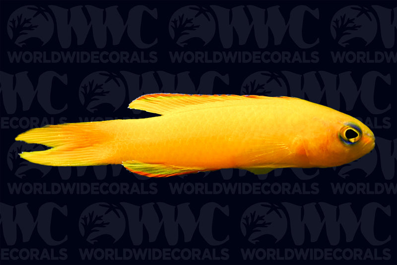 Assessor Yellow Basslet - Australia