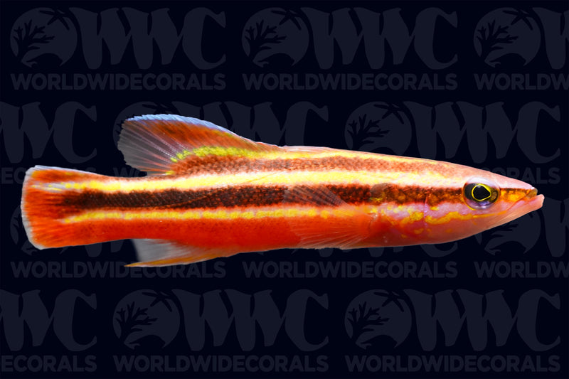 Rainbow Basslet - Costa Rica