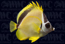 Blacknosed Butterflyfish, Barberfish - Nicaragua