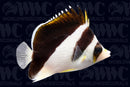 Burgessi Butterflyfish (Chaetodon burgessi) - Philippines