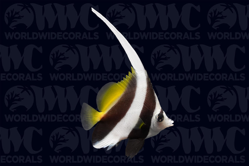 Black and White Butterflyfish - Philippines