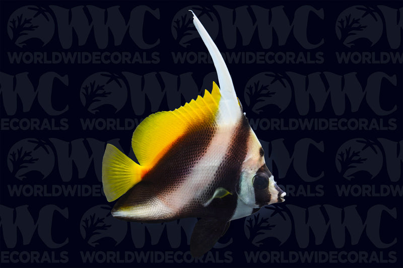 Masked Butterflyfish - Philippines