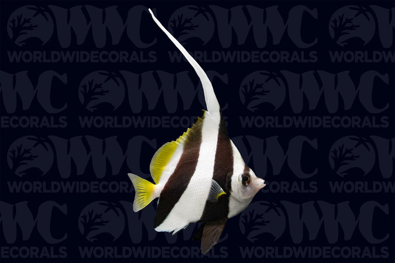 Schooling Heniochus Butterflyfish - Philippines