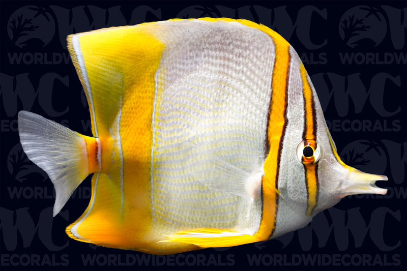 Marginalis Butterflyfish - Australia