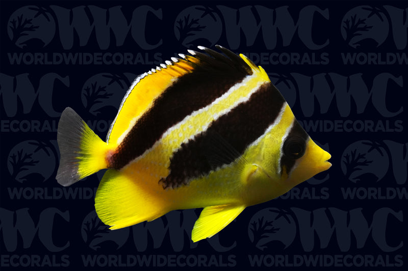 Mitratus Butterflyfish - Maldives