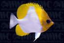 Pyramid Butterflyfish - Philippines