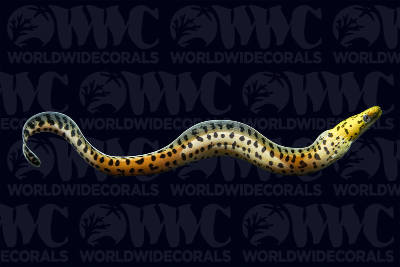Yellow Head Moray Eel - Indonesia