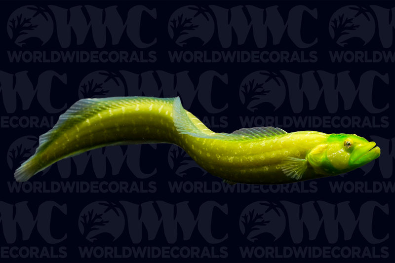 Green Wolf Dottyback - Philippines