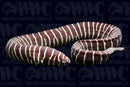 Zebra Eel - Indonesia