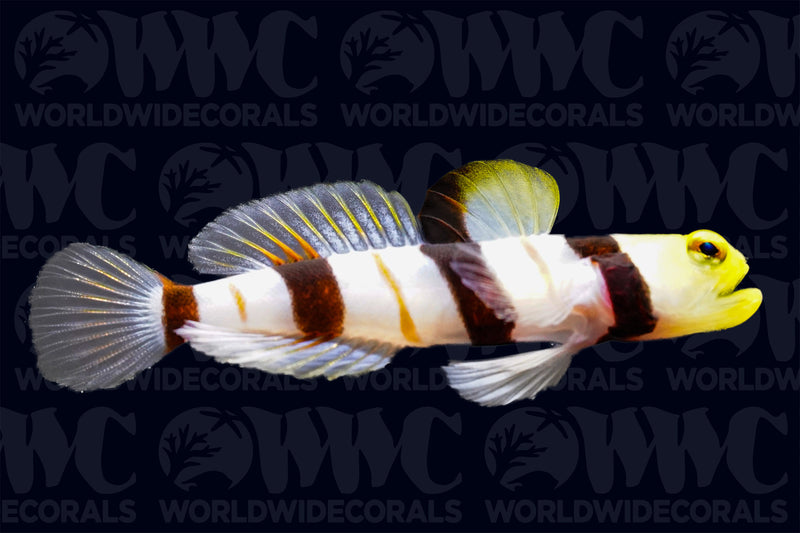 Dracula Goby - Sri Lanka