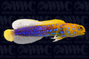 Blue Spotted Jawfish - Mexico