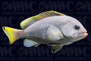 Blue and Yellow Cod Grouper - Kenya
