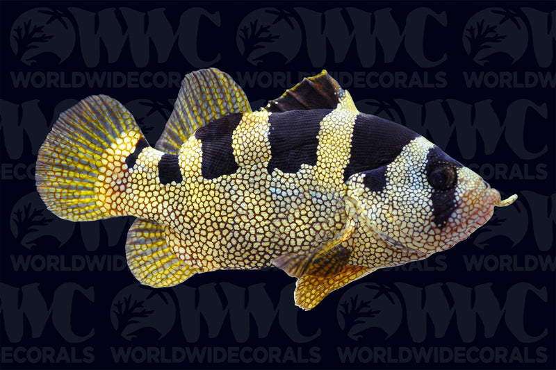 Leaflip Soapfish - Sri Lanka