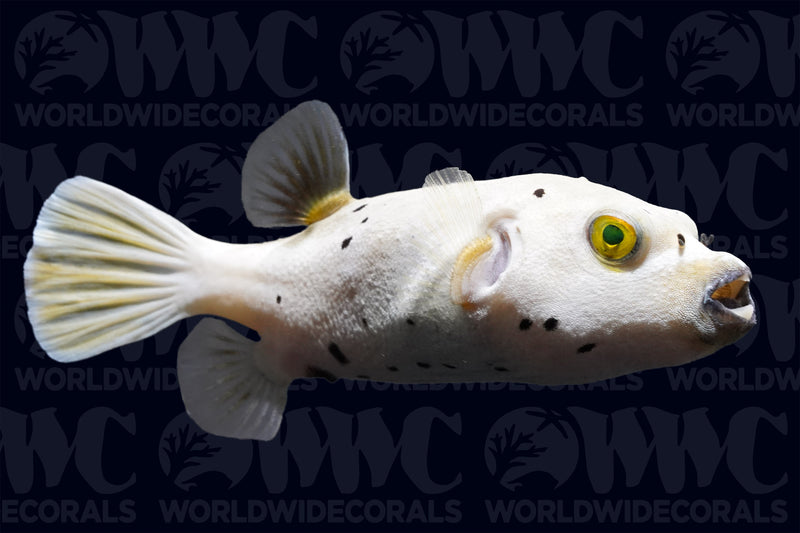 Dogface Puffer - Philippines