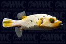Yellow Face Dogface Puffer - Philippines