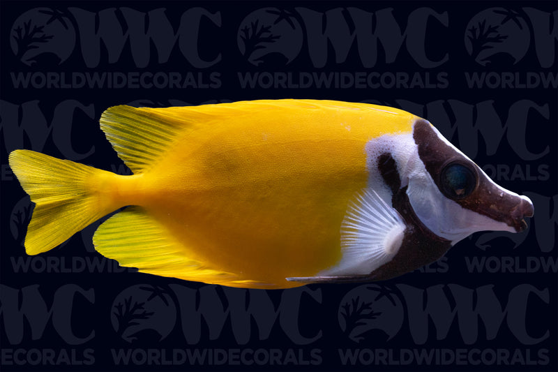 Foxface Rabbitfish - Indonesia