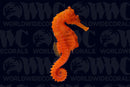 Orange Lined Seahorse - Sub-adult - Female - USA