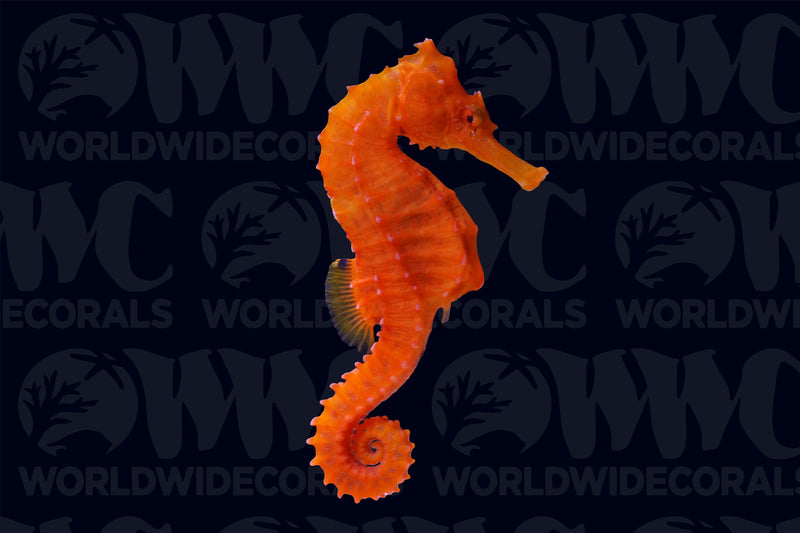 Orange Lined Seahorse - Sub-adult - Female - USA