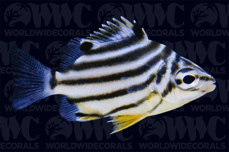 Australian Stripey - Australia