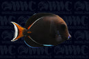 Achilles Tang - Juvenile - Tahiti - Updated