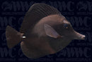 Black Longnose Tang (Zebrasoma rostratum) - Tahiti