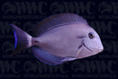 Eye Line Tang (Acanthurus nigricaudus) - Philippines