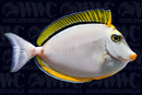 Naso Blonde Tang - Sri Lanka