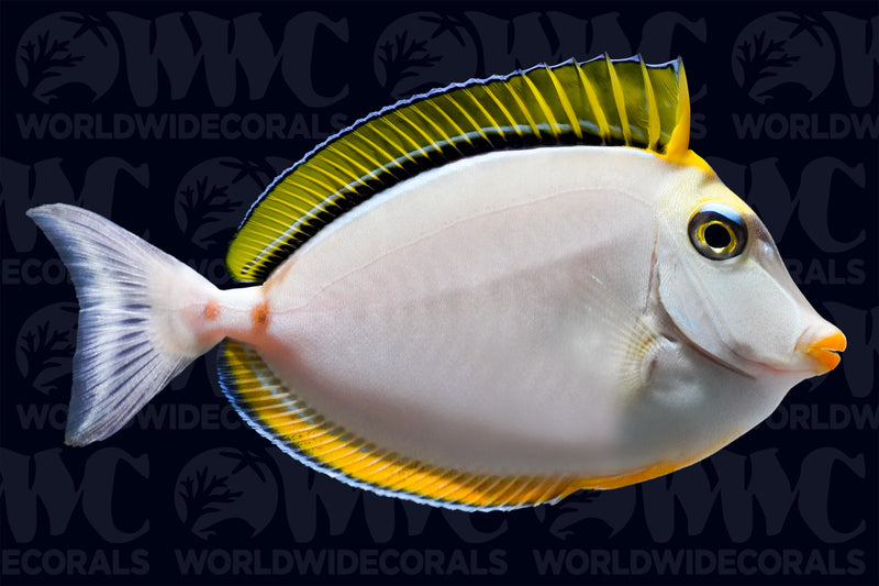 Naso Blonde Tang - Sri Lanka