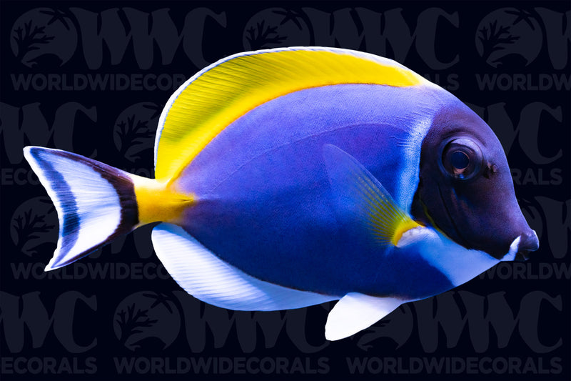 Powder Blue Tang - Maldives