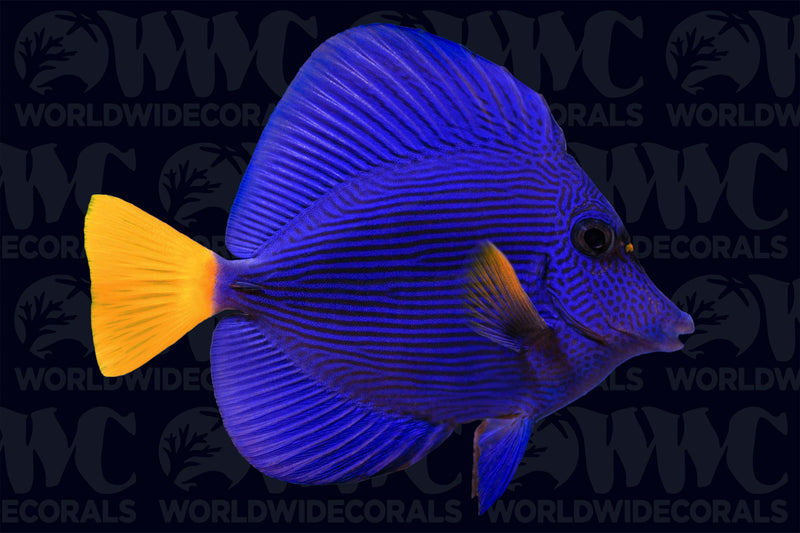 Purple Tang - Djibouti