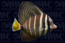 Desjardinii Sailfin Tang - Sri Lanka